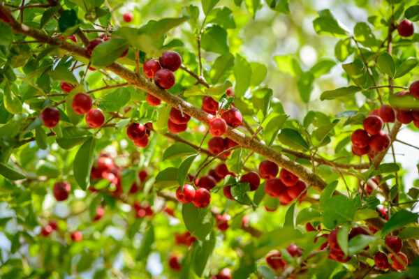 Barbados Cherry - Image 2