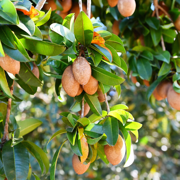 Alano Sapodia in tree