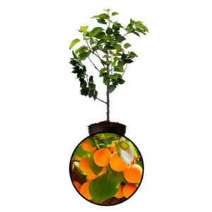 Apricot
