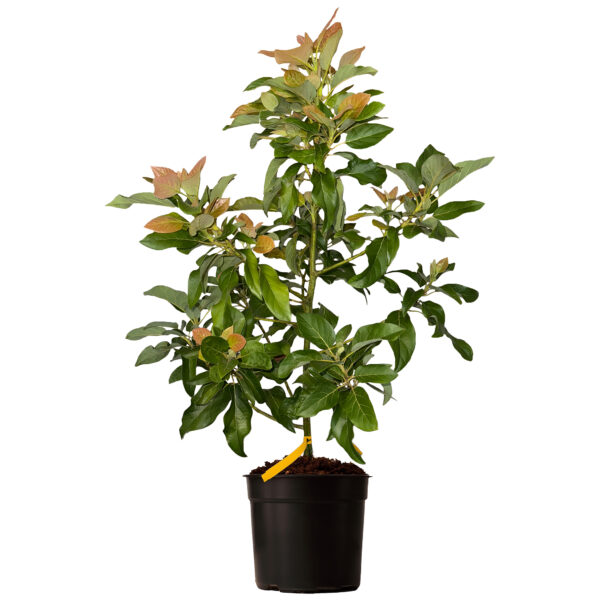 Mexicola Avocado - Image 3