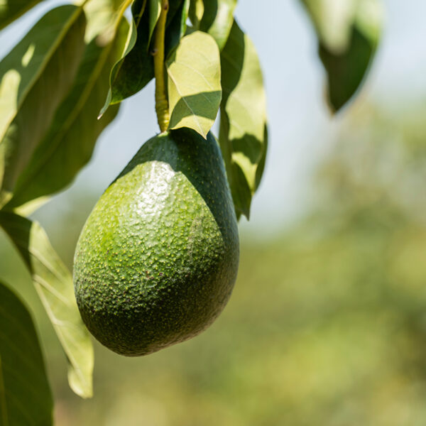 Bacon Avocado in Tree