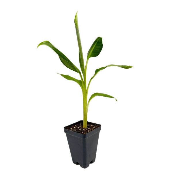 Lacatan Banana