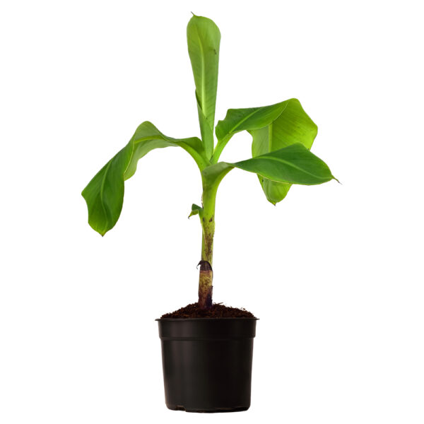 Nam Wah Banana - Image 2