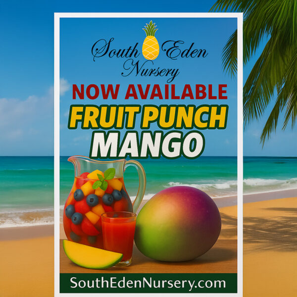 Banner image showing the Fruit Punch Mango at South Eden Nursery, a source for rare and exotic fruit trees – now available