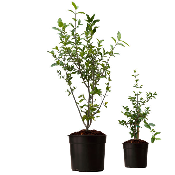 Barbados Cherry - Image 4