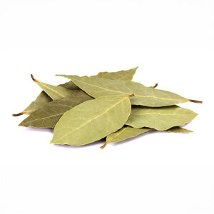 Bay Laurel (Laurus nobilis) leaves isolated on white