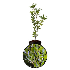 Bay Leaf