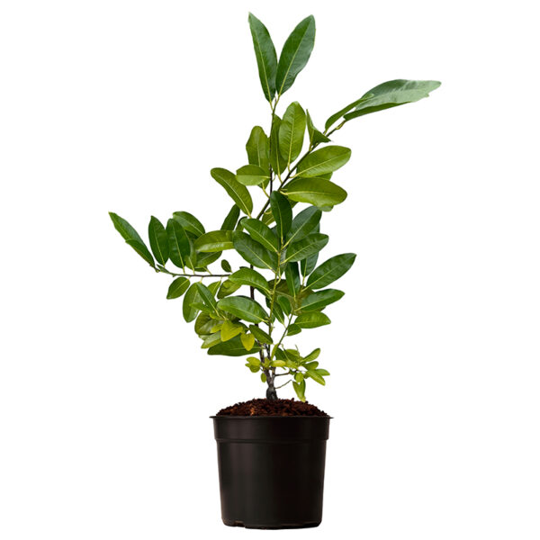 Black Sapote Tree Potted