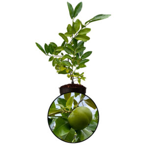 Black Sapote