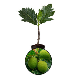 Breadfruit