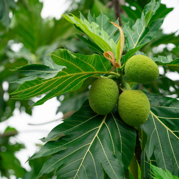 Breadfruit (Artocarpus altilis) Mature fruit on tree
