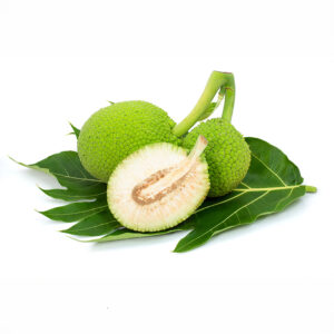 Breadfruit (Artocarpus altilis) Mature fruit sliced with leaf and isolated on white