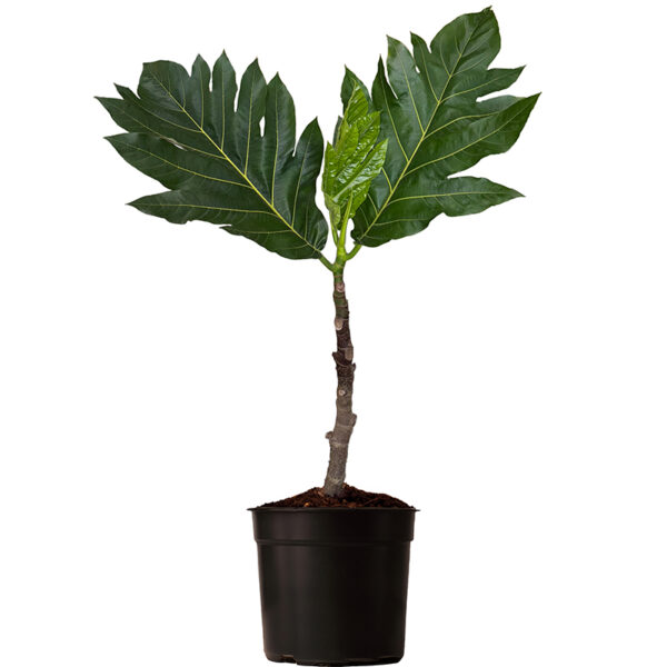 Breadfruit (Artocarpus altilis) Tree potted and isolated on white