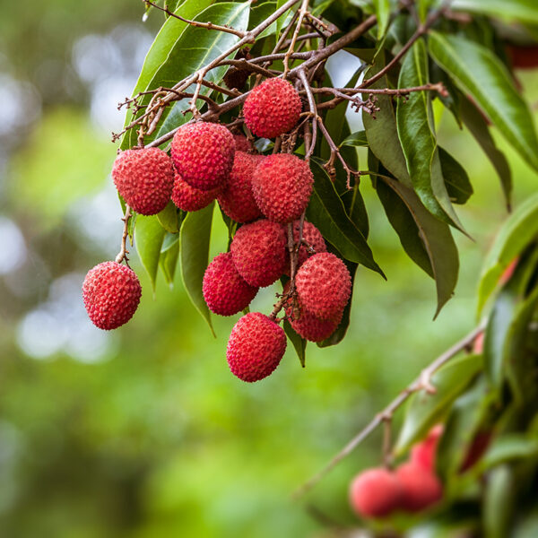 Brewster Lychee - Image 2