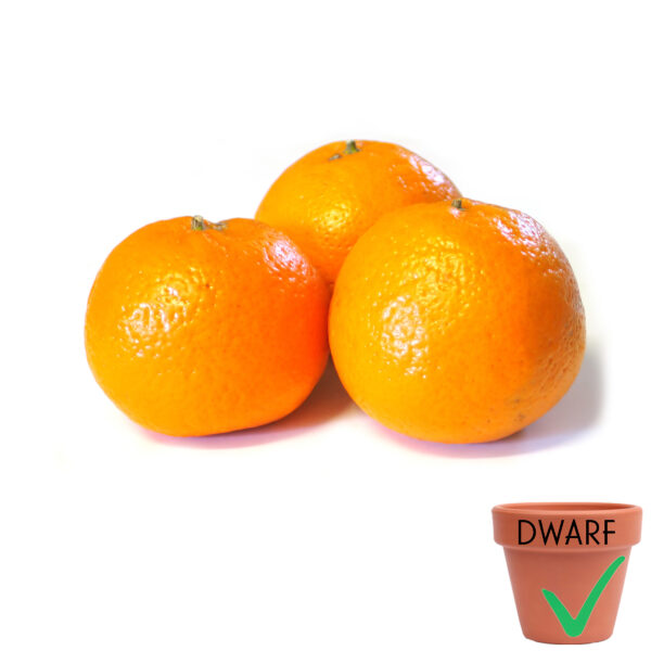 Brown Select Satsuma Mandarin (Dwarf)
