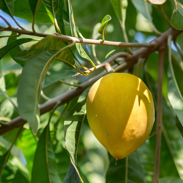 Bruce Canistel (Lucuma campechiana) in tree