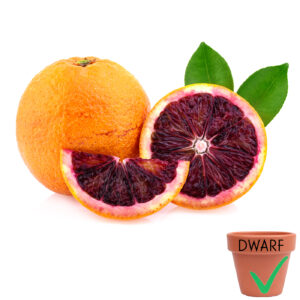 Budd Blood Orange (Dwarf)