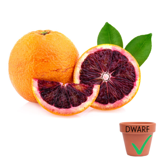 Budd Blood Orange (Dwarf)