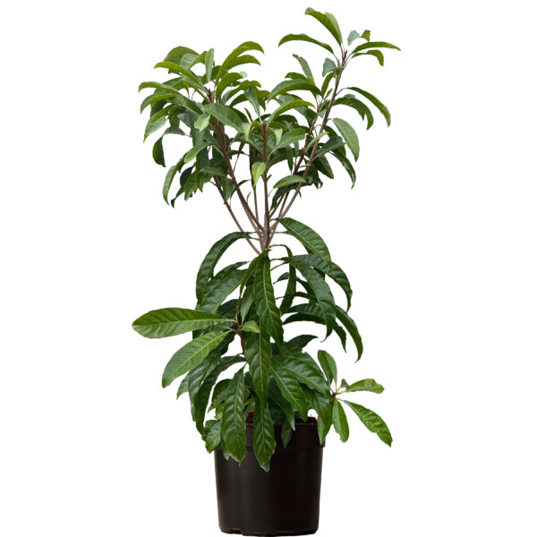 Trompo Canistel - Image 2