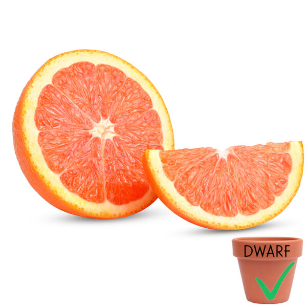 Carra Carra Orange (Dwarf)