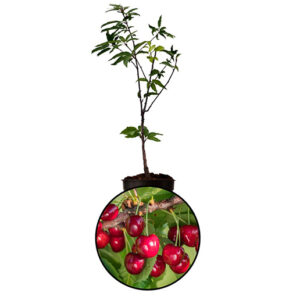 Cherry