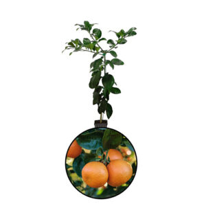 Citrus