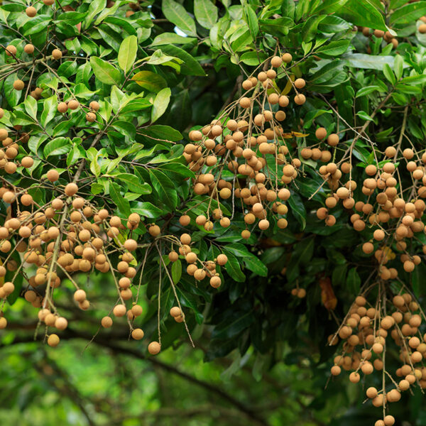 Dagleman Longan | (Dimocarpus longan) - Image 2