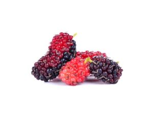 Dwarf Everbearing Mulberry