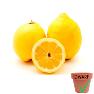 Eureka Lemon (Dwarf)