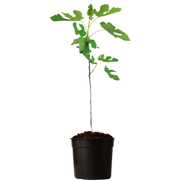 LSU Purple Fig - Image 2