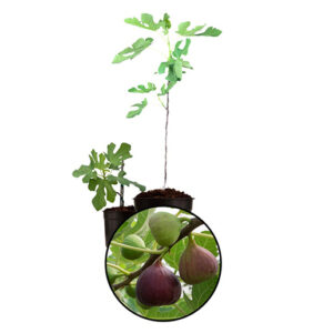 Fig