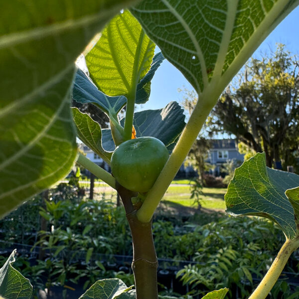 Fignominal Fig fruit on the tree
