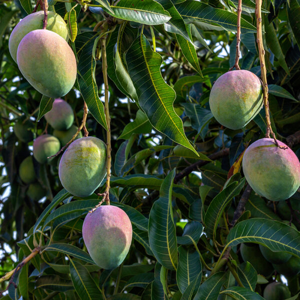 Fruit Punch Mango (Mangifera indica) fruit on tree