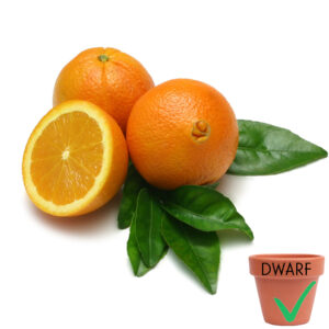 Navel Glen Orange Tree (Dwarf)