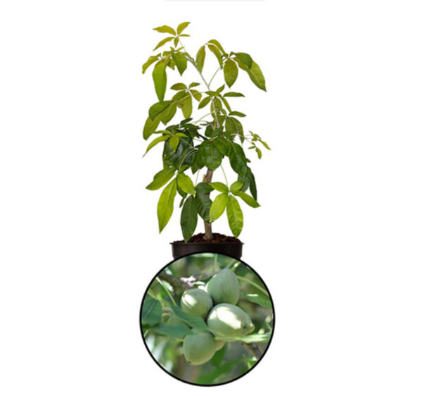 Redlands White Sapote - Image 2