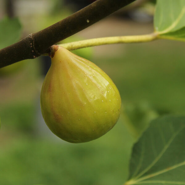 Kadota Fig - Image 2