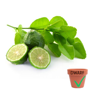 Kaffir Lime (Dwarf)