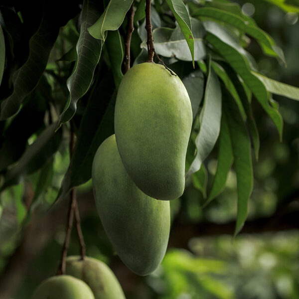 Kar lon Long Mango (Mangifera indica) Fruit on tree