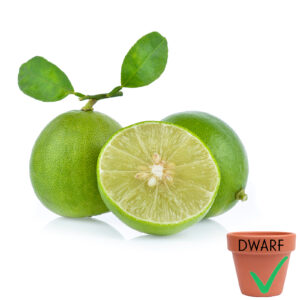 Key Lime (Dwarf)