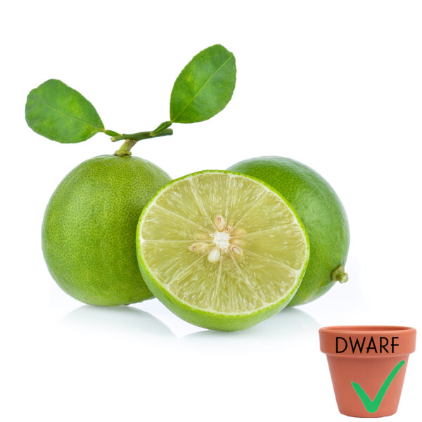 Key Lime (Dwarf)