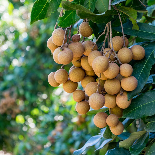 Kohola Longan (Dimocarpus longan) fruit on tree