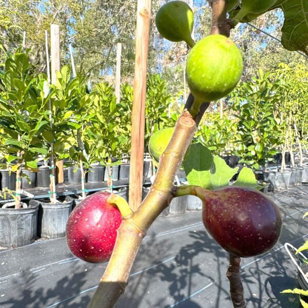 LSU Purple Fig in Tree