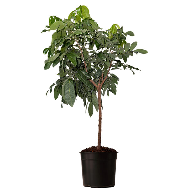 Longan (Dimocarpus longan) Tree potted and isolated on white