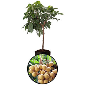 Longan
