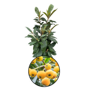 Loquat