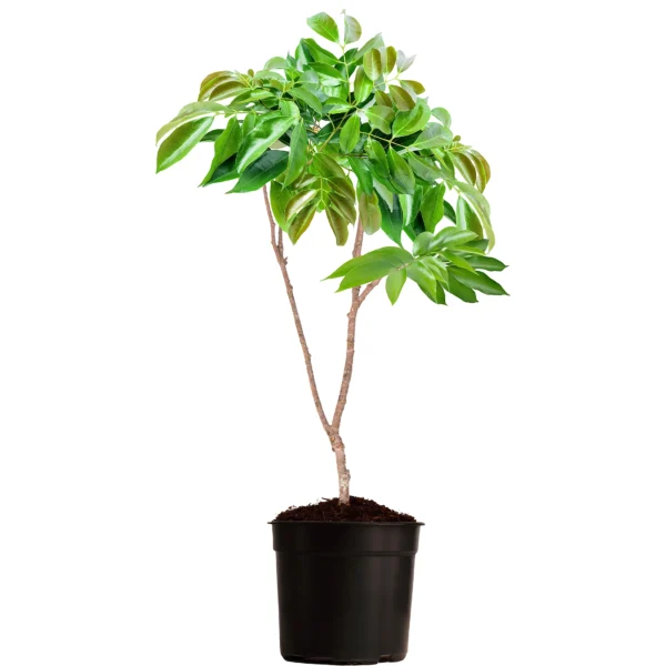 Mauritius Lychee - Image 2
