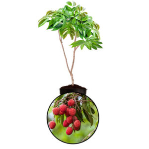 Lychee