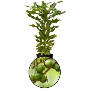 Macadamia