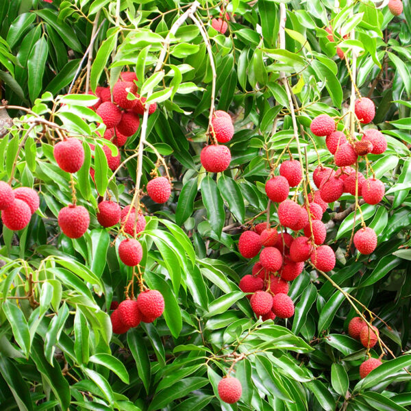 Mauritius Lychee (Litchi chinensis) Fruit in tree