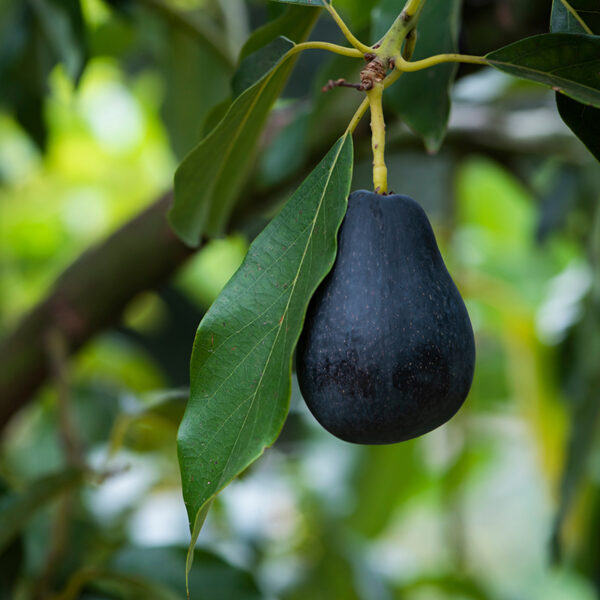 Mexicola Avocado fruit in tree